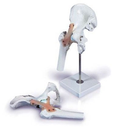 [MPAW4553] Model Hip Joint With Ligaments