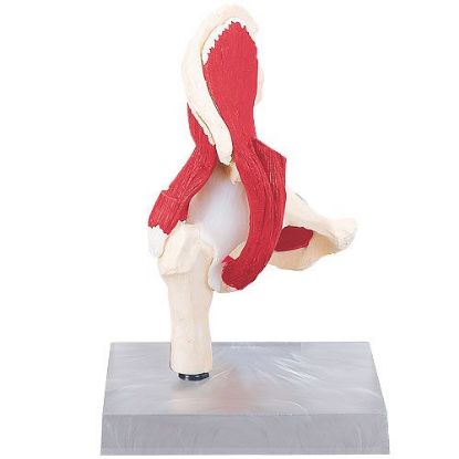 [MPAW4663] Model Hip With Attachments Life Size