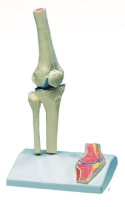 [MPAW4522] Model Knee Joint Miniature On Stand