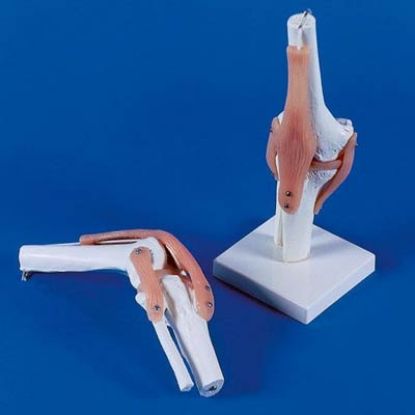 [MPAW4552] Model Knee Joint With Ligaments