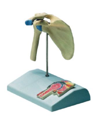 [MPAW4520] Model Shoulder Joint Miniature On Stand