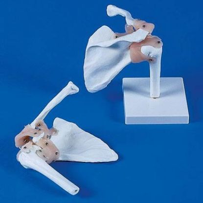 [MPAW4550] Model Shoulder Joint With Ligaments