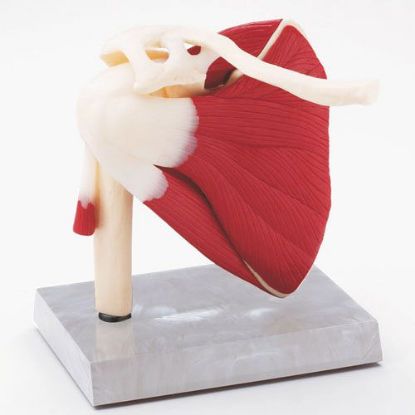 [MPAW4661] Model Shoulder With Ligaments & Muscles Life Size