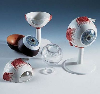 [MPAWF13] Model Eye In Orbit 7 Parts