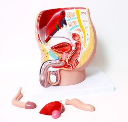 [MPAWH211] Model Pelvis Male Life Size 4 Part