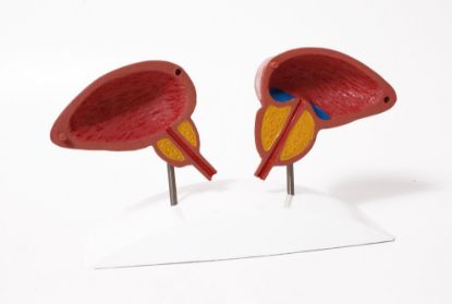 [MPAW1261] Model Prostate 2 Part