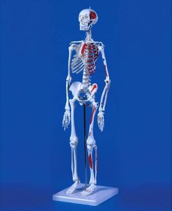 [MPAW3035] Model Skeleton "Little Jim" Mini Showing Muscle