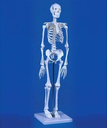 [MPAW3030] Model Skeleton "Patrick" Mini