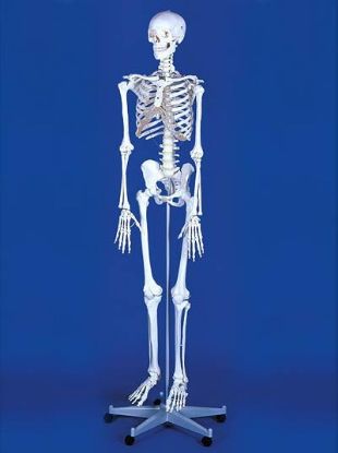 [MPAW3001] Model Skeleton "Willi" Life Size With Dust Cover