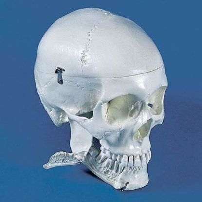 [MPAW4513] Model Skull Dental